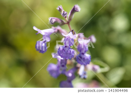 Cat mint flowers Cat mint flowers 141904496