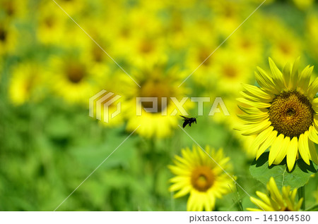 說到夏天的向日葵 說到夏天的向日葵 141904580