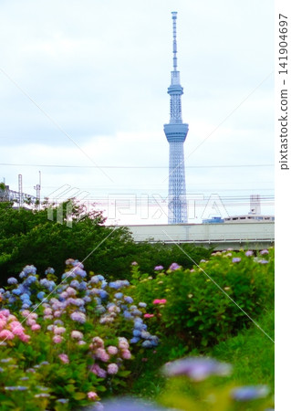 Tokyo Skytree and hydrangeas Tokyo Skytree and hydrangeas 141904697