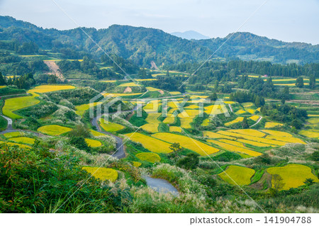 Autumn terraced rice fields at Hoshitoge Pass (Niigata Prefecture) Autumn terraced rice fields at Hoshitoge Pass (Niigata Prefecture) 141904788