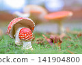 居民區生長著紅毒蠅傘菌 141904800
