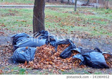 Park cleaning.Orange yellow leaves swapping into bag Park cleaning.Orange yellow leaves swapping into bag 141904912