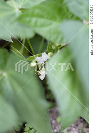 家庭花園裡種植的無筋綠豆花 家庭花園裡種植的無筋綠豆花 141905083