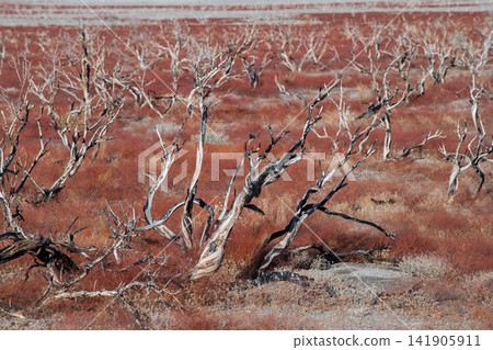 Desolate dead tree branch landscape in sierra nevada evokes lonely somber mood across barren red field during harsh dry climate season Desolate dead tree branch landscape in sierra nevada evokes lonely somber mood across barren red field during harsh dry climate season 141905911