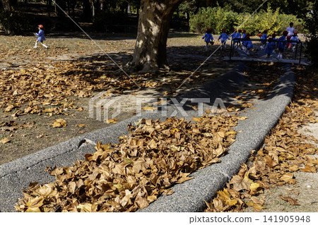 落下的懸鈴木樹葉和幼兒園小朋友參加課外活動的場景。 落下的懸鈴木樹葉和幼兒園小朋友參加課外活動的場景。 141905948