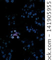 "A fantastical depiction of hydrangea in low key: the soft shadows of a rainy night during the rainy season (with copy space)" "A fantastical depiction of hydrangea in low key: the soft shadows of a rainy night during the rainy season (with copy space)" 141905955
