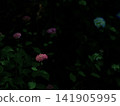 A chic, low-key rendering of hydrangea shadows; a spacious, dreamy black background (horizontal orientation) for copy space. A chic, low-key rendering of hydrangea shadows; a spacious, dreamy black background (horizontal orientation) for copy space. 141905995