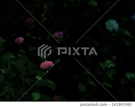 A chic, low-key rendering of hydrangea shadows; a spacious, dreamy black background (horizontal orientation) for copy space. A chic, low-key rendering of hydrangea shadows; a spacious, dreamy black background (horizontal orientation) for copy space. 141905995