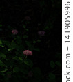 A chic, low-key shot of pink hydrangeas, capturing the shadows of the rainy season in the darkness (with space for copy). A chic, low-key shot of pink hydrangeas, capturing the shadows of the rainy season in the darkness (with space for copy). 141905996