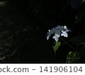 Premium textured blue hydrangea - a fantastical, high-resolution wallpaper image. Premium textured blue hydrangea - a fantastical, high-resolution wallpaper image. 141906104