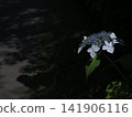 High-resolution, low-key hydrangea wallpaper background material with dappled sunlight and a dreamy atmosphere (with copy space). High-resolution, low-key hydrangea wallpaper background material with dappled sunlight and a dreamy atmosphere (with copy space). 141906116