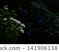 White and blue hydrangeas floating in premium shadows: a fantastical low-key photographic scene. White and blue hydrangeas floating in premium shadows: a fantastical low-key photographic scene. 141906138