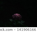 A low-key purple hydrangea showcased in the highest image quality; an artistic wallpaper background featuring a single flower floating in jet black (with copy space). A low-key purple hydrangea showcased in the highest image quality; an artistic wallpaper background featuring a single flower floating in jet black (with copy space). 141906166