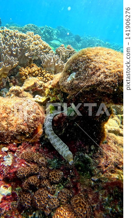 A snowflake moray (Echidna nebulosa) resting among vibrant, textured corals illuminated by rays of sunlight. Dauin, Philippines A snowflake moray (Echidna nebulosa) resting among vibrant, textured corals illuminated by rays of sunlight. Dauin, Philippines 141906276