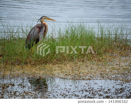 Purple heron ( Ardea purpurea ) standing to hunting aquatic animals in wetland, Long necked bird at Khao Sam Roi Yot National Park, Thailand Purple heron ( Ardea purpurea ) standing to hunting aquatic animals in wetland, Long necked bird at Khao Sam Roi Yot National Park, Thailand 141906382