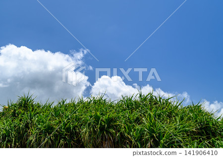 Pandanus, a plant common in Okinawa, and a clear sky. Pandanus, a plant common in Okinawa, and a clear sky. 141906410