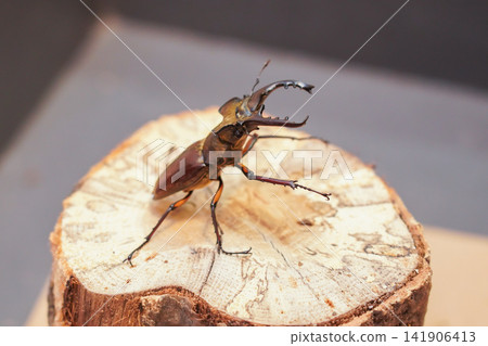 A male Japanese stag beetle (Lucanus maculifemoratus) spreads its mandibles on a log. A male Japanese stag beetle (Lucanus maculifemoratus) spreads its mandibles on a log. 141906413