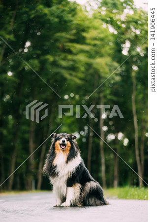 Tricolour Collie, Funny Scottish Collie, Long-haired Collie, English Collie, Lassie Dog Outdoors In Summer Day In A Coniferous Pine Forest Background. Black-and-tan And White Fur Color Tricolour Collie, Funny Scottish Collie, Long-haired Collie, English Collie, Lassie Dog Outdoors In Summer Day In A Coniferous Pine Forest Background. Black-and-tan And White Fur Color 141906445