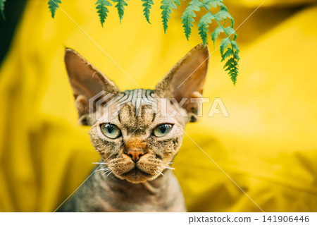 Cats Portrait With Fern Leaves. Cute Funny Curious Playful Beautiful Devon Rex Cat Looking At Camera. Devon Rex Cat With Dark Brown Tabby Fur Color. Green Eyes. Amazing Happy Pets. Yellow Background Cats Portrait With Fern Leaves. Cute Funny Curious Playful Beautiful Devon Rex Cat Looking At Camera. Devon Rex Cat With Dark Brown Tabby Fur Color. Green Eyes. Amazing Happy Pets. Yellow Background 141906446