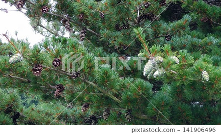 Green and brown pine cones Green and brown pine cones 141906496