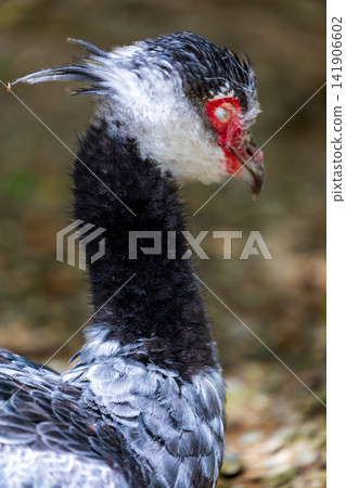 Close-up of the head of the Crested Duck, showing the red bare skin around the eyes and the posture of the crest. Close-up of the head of the Crested Duck, showing the red bare skin around the eyes and the posture of the crest. 141906602