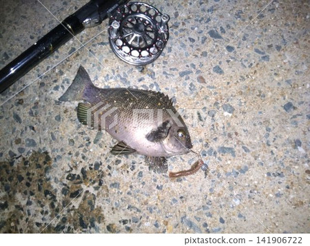 A Japanese sea bass caught by night fishing with live bait. A Japanese sea bass caught by night fishing with live bait. 141906722
