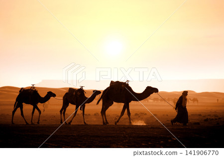 Sahara desert morning scene with camel caravan, Morocco. Berber guide with dromedaries under sunrise sky. Horizontal banner with caravan of camels in Sahara desert, Morocco. Driver-berber with camels Sahara desert morning scene with camel caravan, Morocco. Berber guide with dromedaries under sunrise sky. Horizontal banner with caravan of camels in Sahara desert, Morocco. Driver-berber with camels 141906770