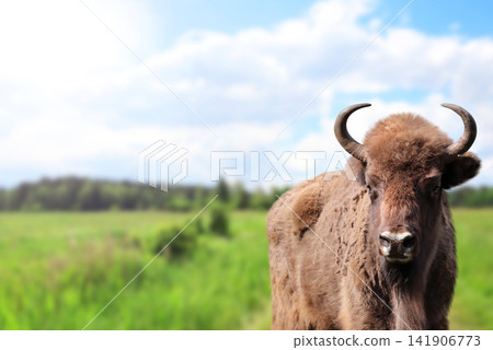 Picturesque landscape - european bison in a meadow. A young male zubr with rays of sunlight, Belovezhskaya Pushcha Nature Reserve. Wild auroch in woodland in national park Bialowieza Forest, Europe 141906773