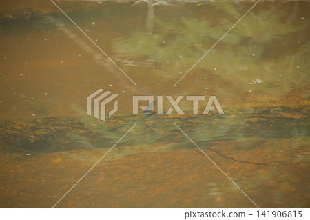 Baby Fish Swimming Baby Fish Swimming 141906815