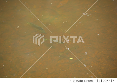 Baby Fish Baby Fish 141906817