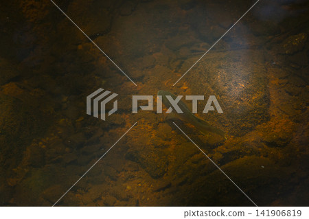 Young Fish Swimming Young Fish Swimming 141906819