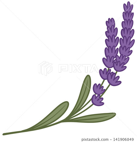 Elegant lavender floral stem illustration with purple blossoms and green leaves Elegant lavender floral stem illustration with purple blossoms and green leaves 141906849