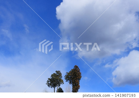 冬日的天空和挺拔的樹木 冬日的天空和挺拔的樹木 141907193