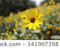 Yellow Sunflower Flower 141907398