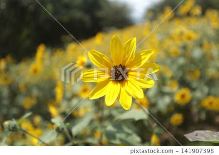 Yellow Sunflower Flower Yellow Sunflower Flower 141907398