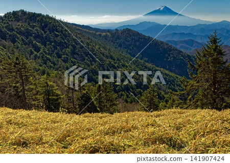 Mount Fuji as seen from Ushiokuno-Kariganehara-yama in the Daibosatsu mountain range in late autumn. Mount Fuji as seen from Ushiokuno-Kariganehara-yama in the Daibosatsu mountain range in late autumn. 141907424