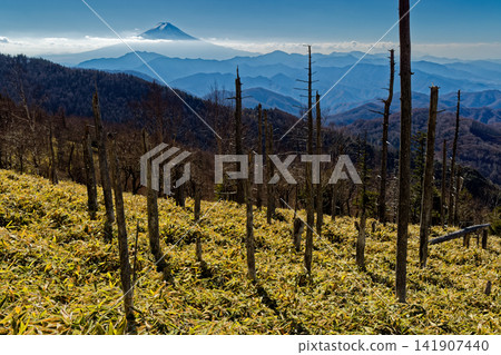 Late autumn in the Daibosatsu mountain range, with the bare trees of Ushioku-no-Kariganehara-yama and Mount Fuji. Late autumn in the Daibosatsu mountain range, with the bare trees of Ushioku-no-Kariganehara-yama and Mount Fuji. 141907440