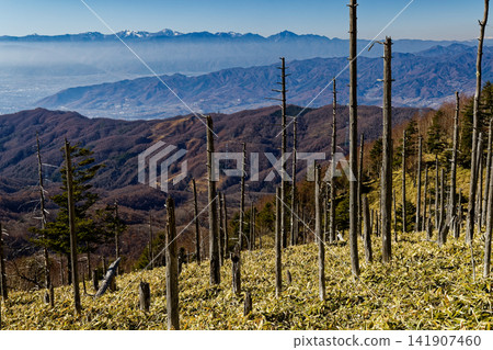 從大菩薩山脈和牛奧之駱原山看到的南阿爾卑斯山脈和甲府盆地。 從大菩薩山脈和牛奧之駱原山看到的南阿爾卑斯山脈和甲府盆地。 141907460