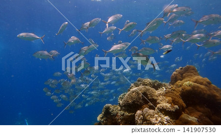 A vibrant ethereal underwater scene of a school of bigeye trevally (Caranx sexfasciatus) swimming in an arc around a coral mound. Dauin, Philippines 141907530