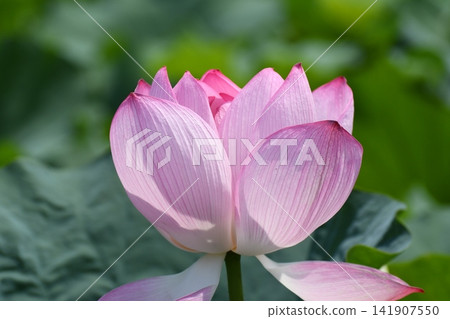 一朵蓮花 一朵蓮花 141907550