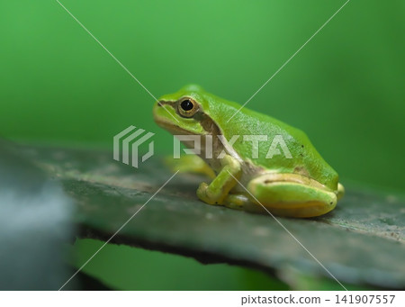Close-up of a Japanese tree frog, facing left. Close-up of a Japanese tree frog, facing left. 141907557