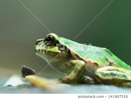Close-up of a Japanese tree frog, facing left. Close-up of a Japanese tree frog, facing left. 141907558
