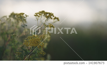 closeup nature background of a rural field with various plants and herbs closeup nature background of a rural field with various plants and herbs 141907673