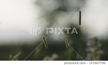 closeup nature background of a rural field with various plants and herbs closeup nature background of a rural field with various plants and herbs 141907796