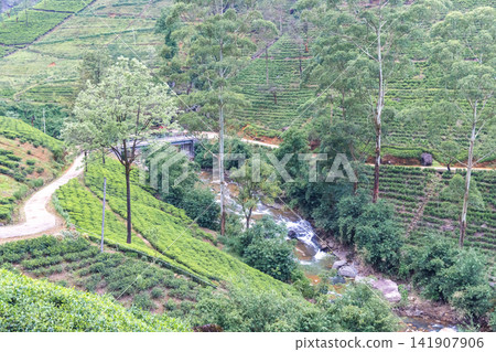 A verdant tea plantation hillside near Nuwara Eliya in Sri Lanka. Lush Green Plantation Fields with Winding Path, Forested River, and Distant Bridge Under Open Sky A verdant tea plantation hillside near Nuwara Eliya in Sri Lanka. Lush Green Plantation Fields with Winding Path, Forested River, and Distant Bridge Under Open Sky 141907906