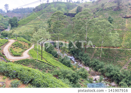 A verdant tea plantation hillside near Nuwara Eliya in Sri Lanka. Lush Green Tea Plantation Hills with Winding Road and Serene Stream on a Bright Day A verdant tea plantation hillside near Nuwara Eliya in Sri Lanka. Lush Green Tea Plantation Hills with Winding Road and Serene Stream on a Bright Day 141907916