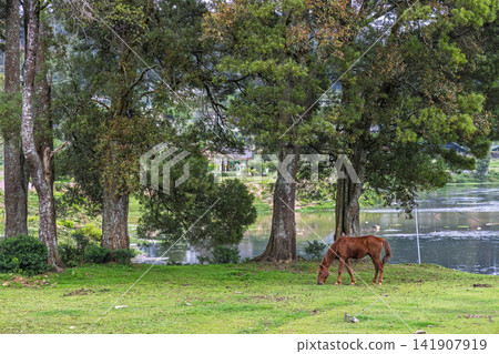 Tranquil Lakeside Scene with a Grazing Horse and Towering Trees, Evoking Peace and Natural Beauty in a Lush Landscape Setting. Nuwara Eliya town in Sri Lanka. Tranquil Lakeside Scene with a Grazing Horse and Towering Trees, Evoking Peace and Natural Beauty in a Lush Landscape Setting. Nuwara Eliya town in Sri Lanka. 141907919
