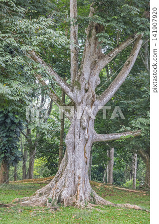Peradeniya, Royal Botanic Gardens near of Kandy town in Sri Lanka. Majestic Rainforest Tree with Sprawling Branches and Exposed Roots in a Verdant Tropical Forest Environment, Green foliage Peradeniya, Royal Botanic Gardens near of Kandy town in Sri Lanka. Majestic Rainforest Tree with Sprawling Branches and Exposed Roots in a Verdant Tropical Forest Environment, Green foliage 141907920