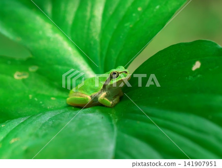 A Japanese tree frog on a leaf, facing right. A Japanese tree frog on a leaf, facing right. 141907951