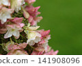繡球花在雨中濕潤 141908096